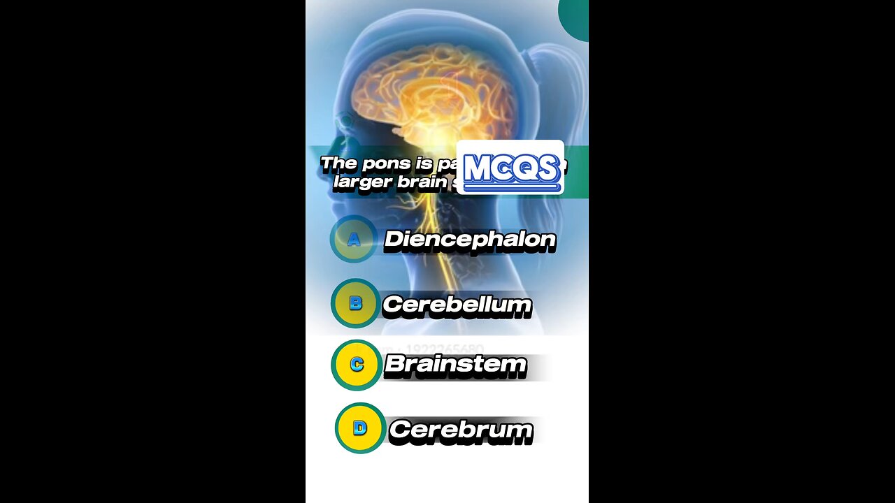 Brain parts mcqs #brain #pons #neuron #🧠🧐🤔