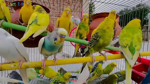 Birds Sounds Part14