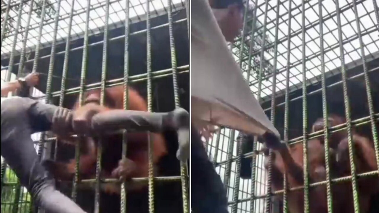 Animal Attack | Man grabbed by Orangutan at Indonesian Zoo|