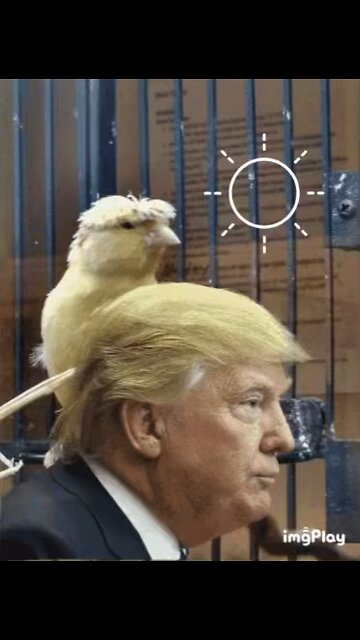 Donald Trump Turns Into A Bird Meme! 🐦