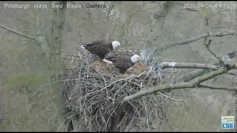 Hays Eagles Mom brings in a huge branch 2020 04 04 259pm