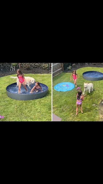 Pup Preciously Jumps In Pool With Kids