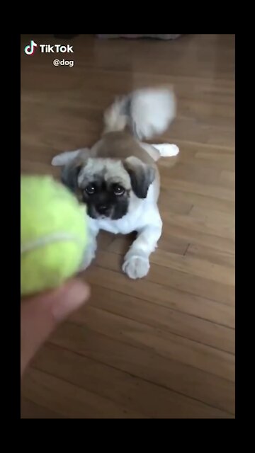 Cute Puppy, Running After Tennis Ball -Tiktok Dogs (Funny Animals #397)