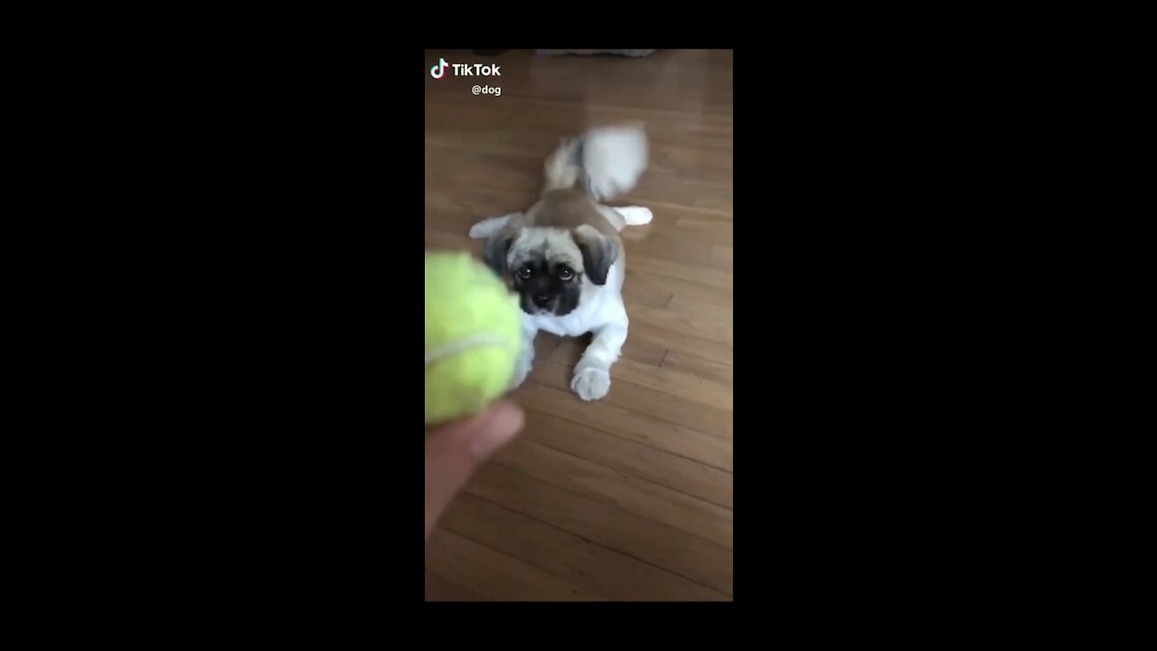 Cute Puppy, Running After Tennis Ball -Tiktok Dogs (Funny Animals #397)