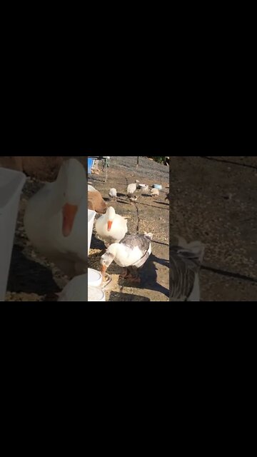 Geese enjoying fermented feed and guinea fowl keets