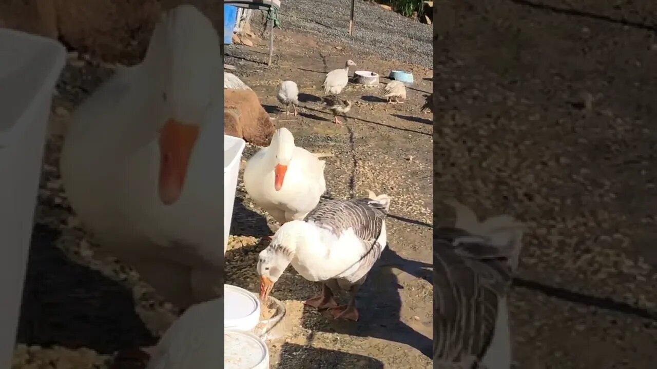 Geese enjoying fermented feed and guinea fowl keets