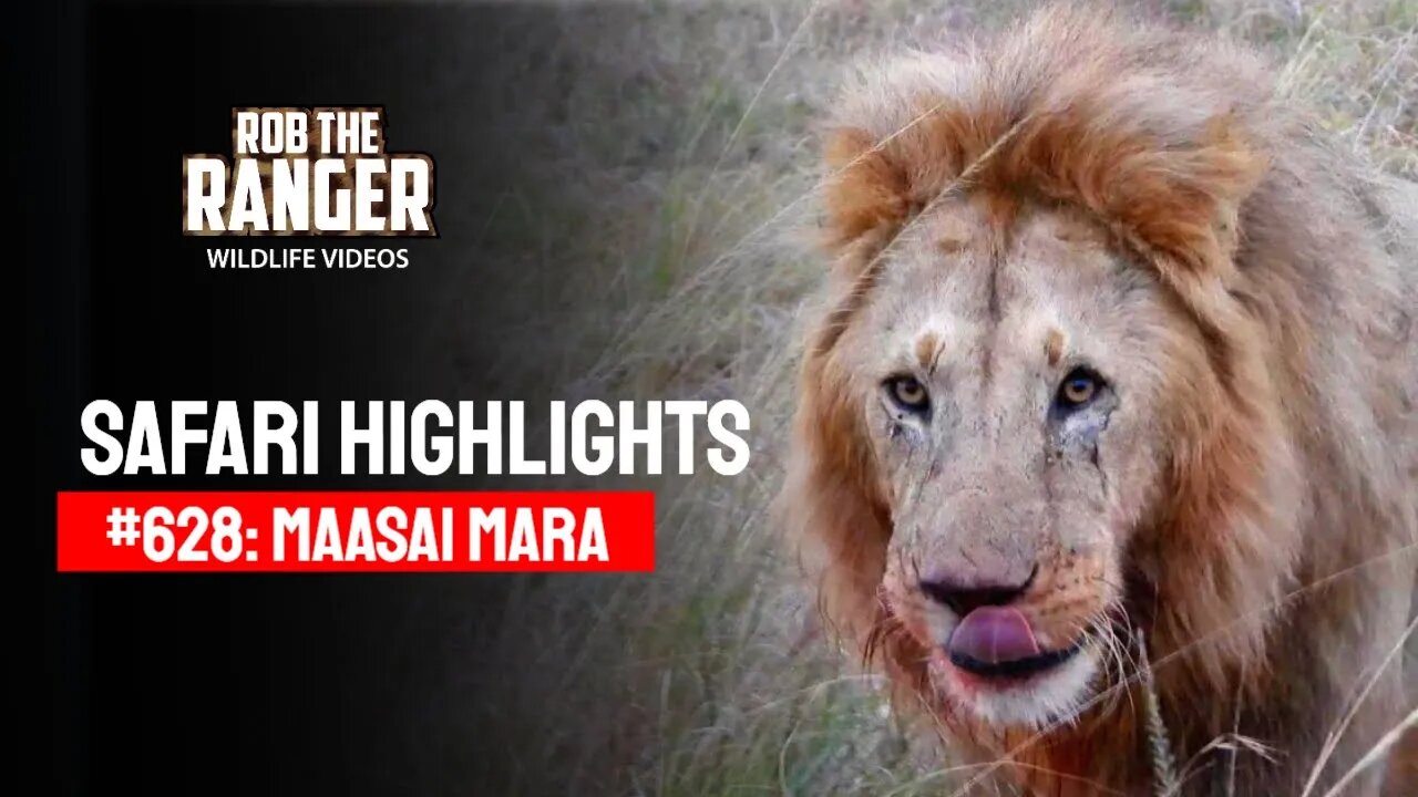 Safari Highlights #628: 4th September 2021 | Maasai Mara/Zebra Plains | Latest Wildlife Sightings