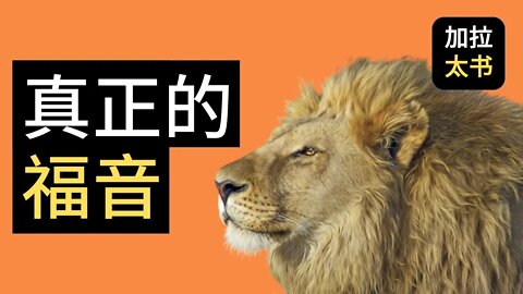 【大鸟 读经分享#10】 真正的福音 加拉太书 1:11-12