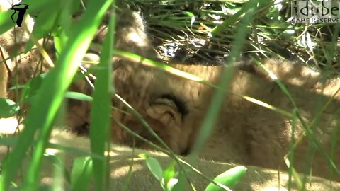 New Lion Cubs In The Wild - Close Up