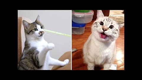 Funniest and cute cats😍