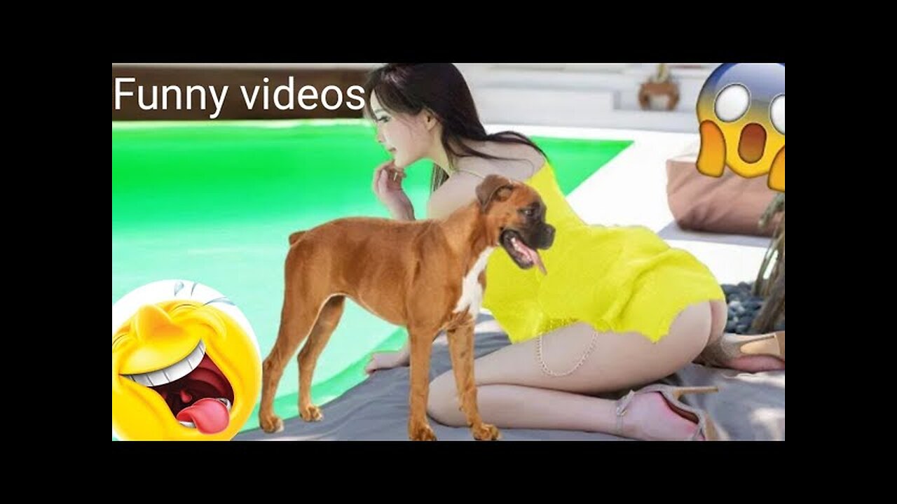 Cutest dogs and cats videos/Try not to laugh challenge