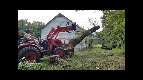 Cutting Several Tree Trunks Down.