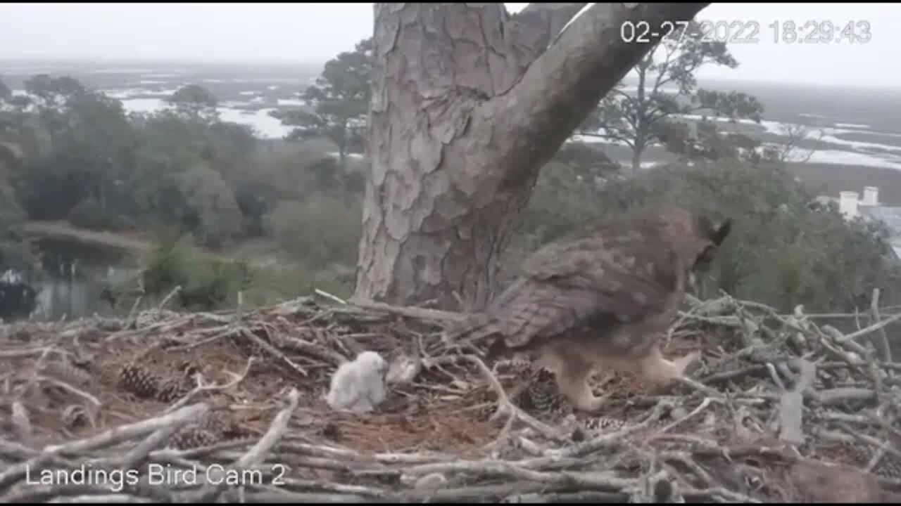 Mom's PM Leave & Return-Two Views 🦉 2/27/22 18:29