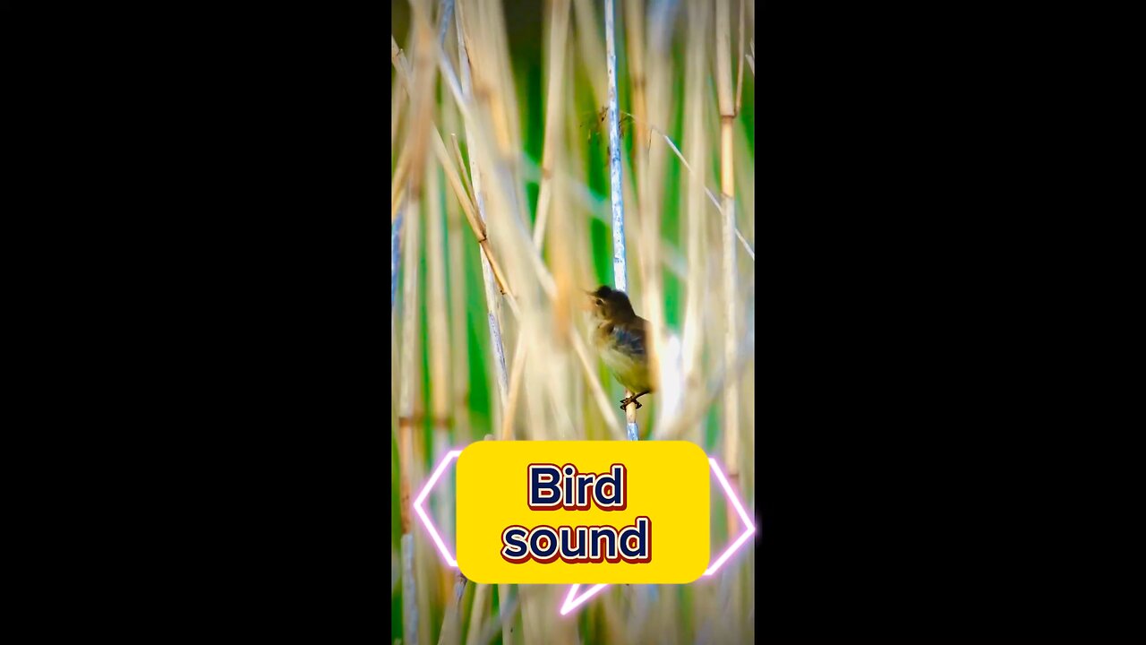 Bird original sound |Wild life | Protect Birds life