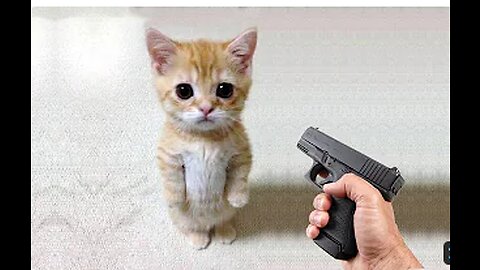 Funny cat 😽 vs Gun 🔫 - Funny Animals 😂 playing dead on finger shot Compilation __ Animal Gags