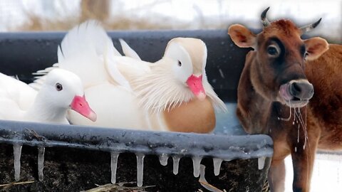 Everything's FROZEN (keeping our exotic animals alive!)