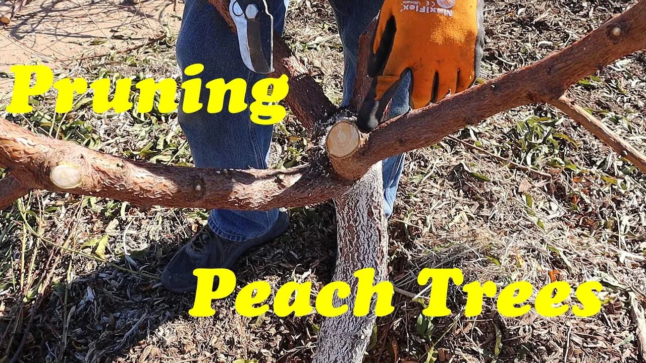 Pruning Peach Trees