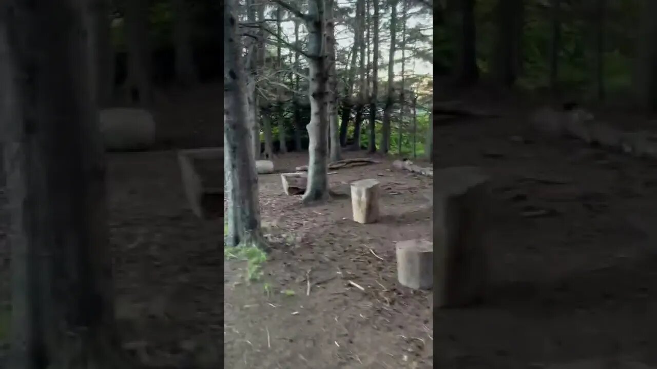 A calm walk on a trail