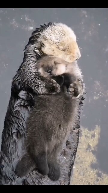 Mumma sea otter with her pup 🥺⁣ Tag a friend who'd love this!⁣