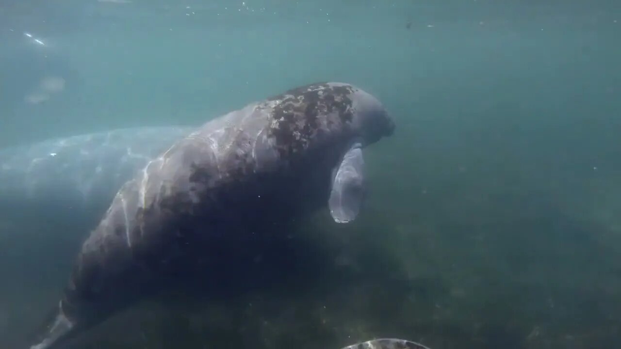 Florida manatees (Trichechus manatus latirostris) swimming in the clear waters at Crystal River in F