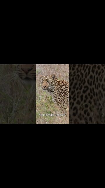Kruger National Park Sightings Today 20/11/21 (Lions, Leopard, Kudu, etc) | #shorts