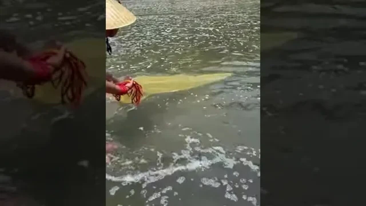 Amazing Rural Fishing //Asian Fishing Technique #shorts