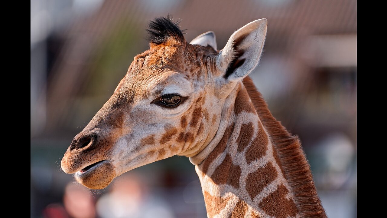 Giraffe is doing a cat walk better than anyone