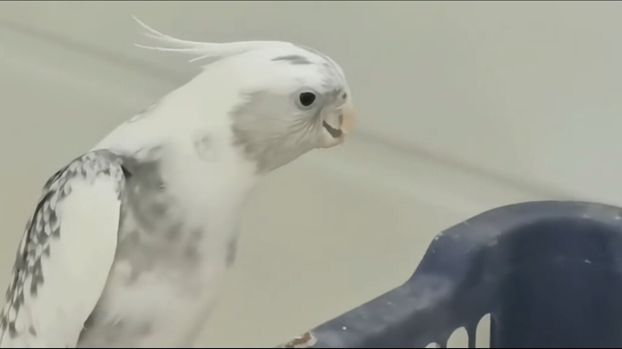 Beautiful tia bird 🐦 trending video