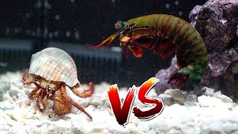 A hermit crab vs. giant shrimp rematch of the epic battle royale