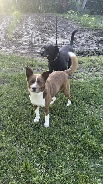 Ranger Boy 🐕❤️