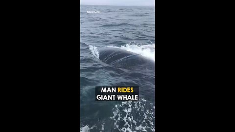 Man_rides_whale_for_all_the_right_reasons_🐋