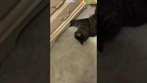 cute cat videos 😹 funny videos 😂 811 😻 #shorts #shortsfunny #cutecat #catvideos #catscare #cats