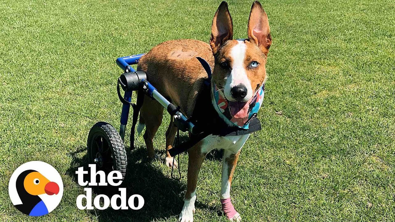 Dog Who Was Paralyzed Decides She's Going To Run Again