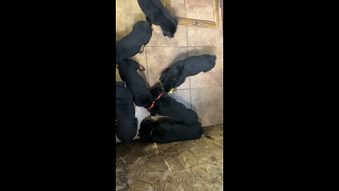 Rottweiler Pups Playing 2-18-24 DUR KENNEL
