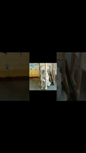 swag 😎 #shorts #funnyanimals