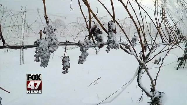 Freezing temps make for good ice wine