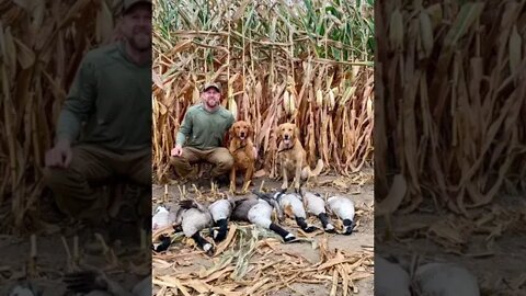 Welcome to the Good Life 💯 #shorts #goldenretriever #gooseseason