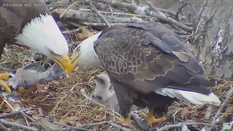 Hays Bald Eagles Mom and Dad pass and feed fish to H16 H17 H18 2022 03 26 12 44 42 124