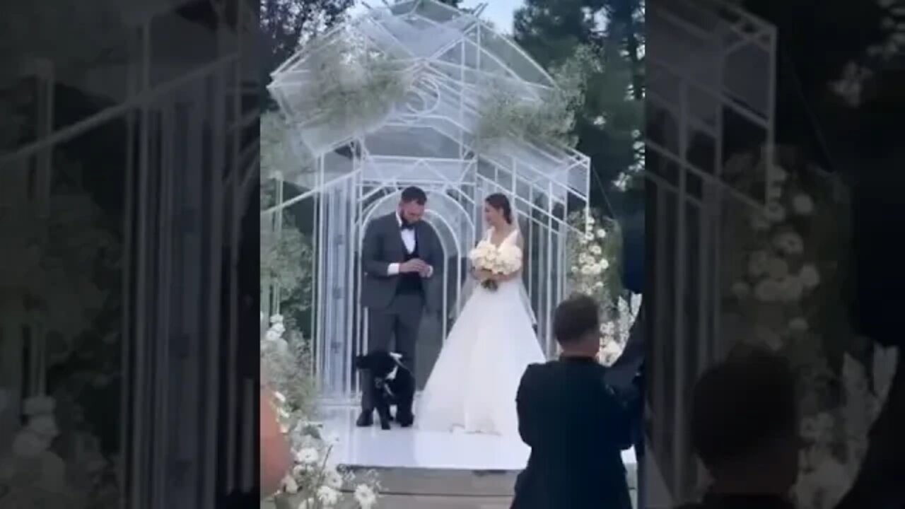 Пес вынес кольца на свадьбе своих спасителей