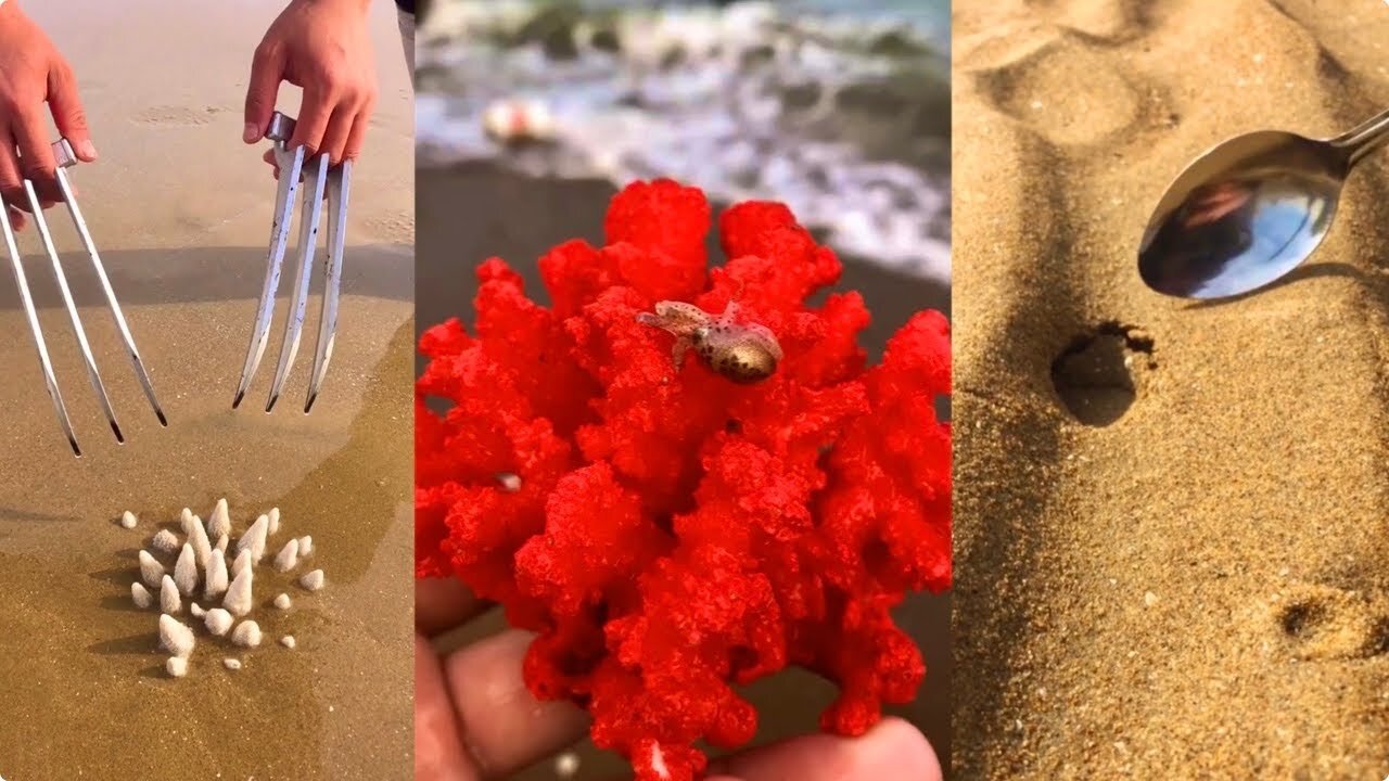 ASMR Hunting Sea Animals Around the Beach