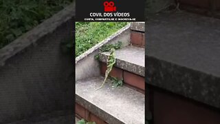 largado baiano 😂😂😂