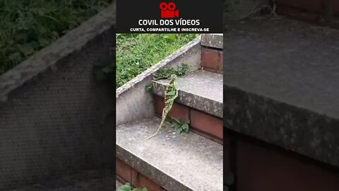 largado baiano 😂😂😂