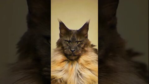 Big cats