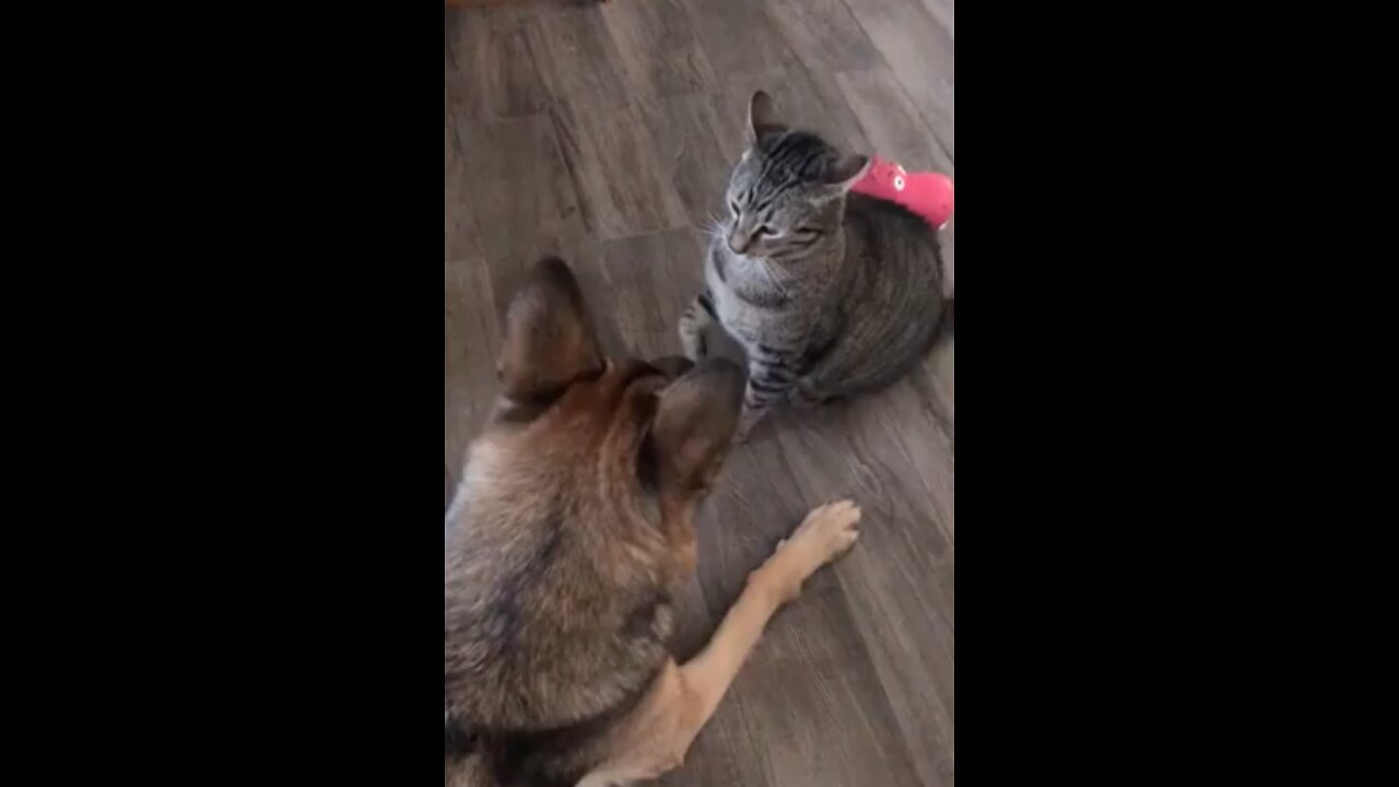 history making fight between dog and cat #bravecat