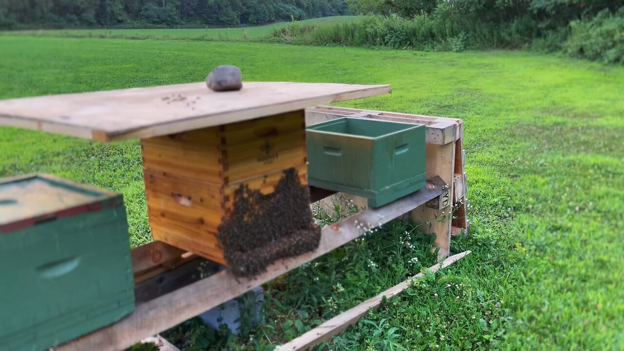 BEARDED BEES