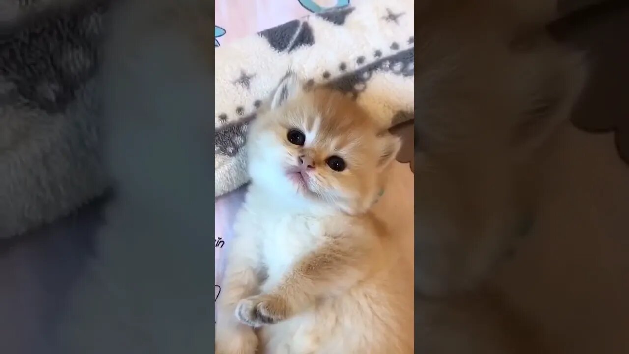 so cute kitten