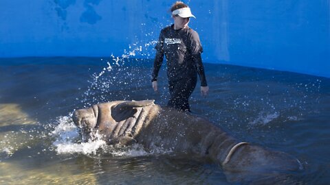 NASA Joins Efforts To Save Manatees By Improving Water Quality