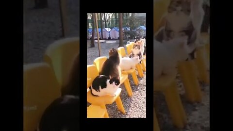 Cats waiting for show🤣🤣