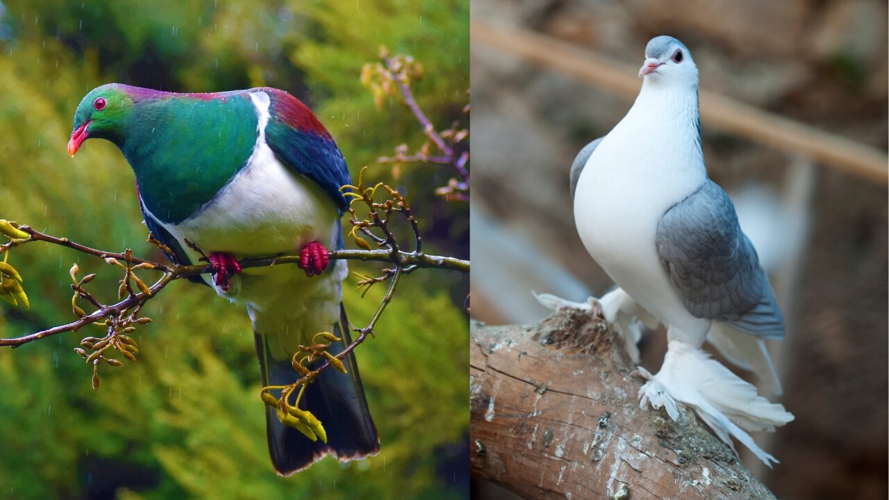 fancy pigeon video