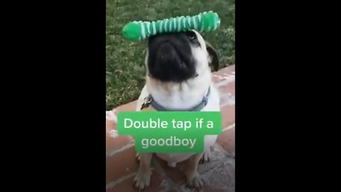 It's time to LAUGH with THESE Adorable, REALLY CUTE 🤣 🐶 Funny Dog Videos 20221